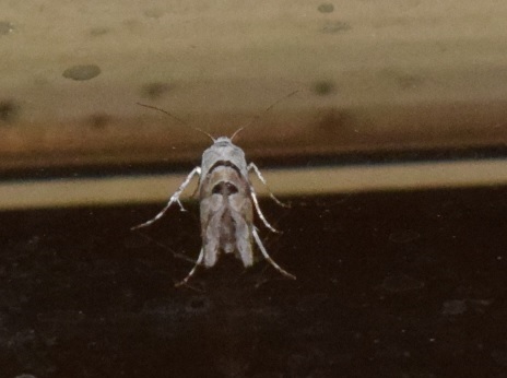 Micro da ID : Ypsolopha asperella - Ypsolophidae